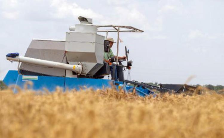 WHEATTRIALS Reagan Noland, Ph.D.,Texas A&amp;M AgriLife Extension Service agronomist and assistant professor in the Department of Soil and Crop Sciences, harvests wheat in yield trial plots at San Angelo. | MICHAEL MILLER/TEXAS A&amp;M AGRILIFE