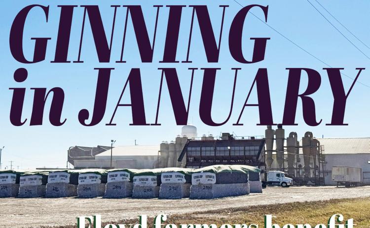 JANUARY GINNING Gins in the area are consistently reporting“It’s all due to the moisture the farmers received just at the right time”was the consistent account locally, with tractors and trucks still coming in from fields and gins running steadily. | HESPERIAN-BEACON PHOTO
