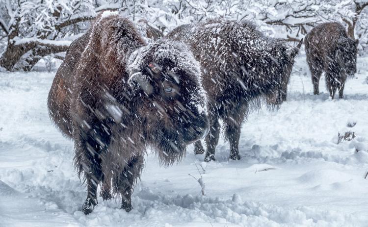 SNOWFALL in amounts up to 11 inches was recorded across the South Plains region on 24 January 2023. | NATIONAL WEATHER SERVICE