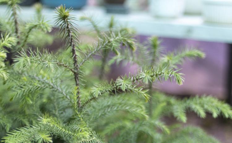 TINYTREE The Norfolk Island pine, popular during the holiday, makes a terrific houseplant. | iSTOCK