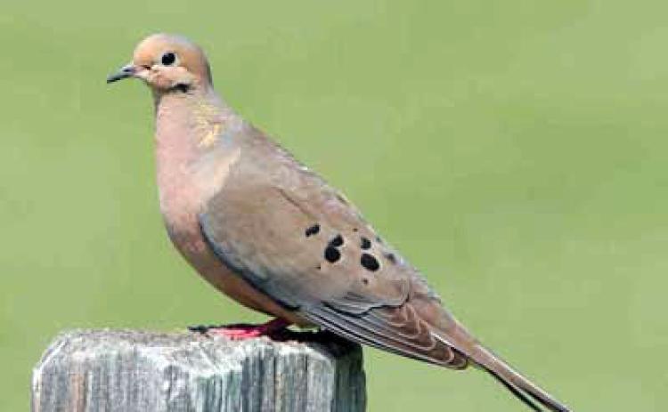 TEXAS DOVE HUNTERS can look forward to a promising 2025 season. The mourning dove (shown here) is one of three legal game dove species in Texas. For more information on unprotected dove species, go to the Texas Parks &amp; Wildlife Department website. | TPWD PHOTO