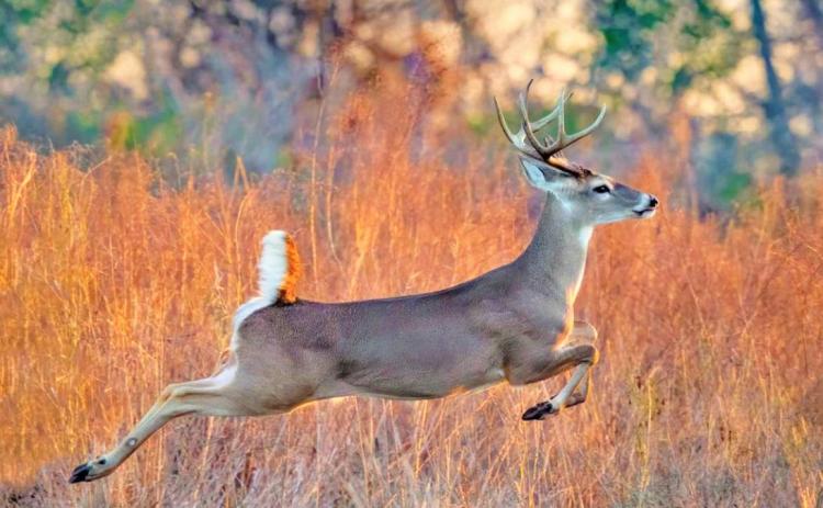 Region welcomes hunters