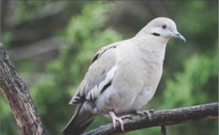 DOVE SEASON There will be an estimated 12.8 million white-winged doves—a record high, and more than 34 million mourning doves—this year. | TEXAS PARK &amp; WILDLIFE DEPT PHOTO