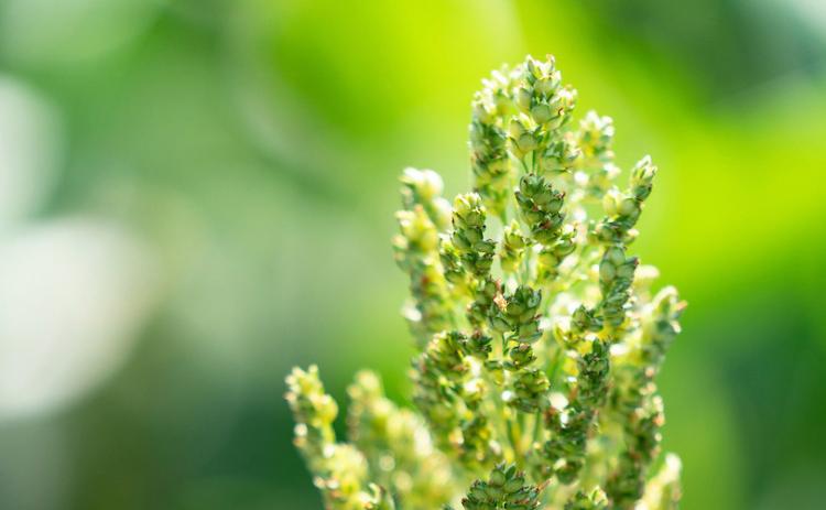 THE SORGHUM CROP is at different stages of growth across Texas, with the Rio Grande Valley ready for harvest and the Panhandle finishing planting. | LAURA MCKENZIE, TEXAS A&amp;M AGRILIFE