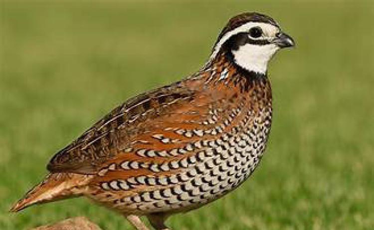 QUAIL FORECAST The “Bobwhite” quail is the most common one found and hunted in West Texas. | COURTESY PHOTO