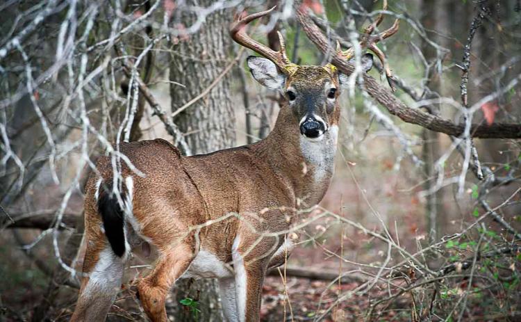 WHITETAIL SEASON in Texas begins Nov. 2. | CHASE A. FOUNTAIN, TPWD