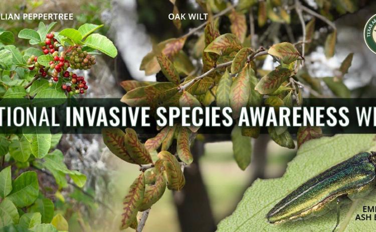 Texas A&amp;M Forest Service is working with public and private partners to study the spread and distribution of the disease/insect complex.