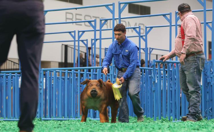 HOUSTON STOCK SHOW Congratulations go to the Holmes family of Floyd County for having a successful week at the Houston Livestock Show with their 5th place Duroc barrow. | COURTESY PHOTO