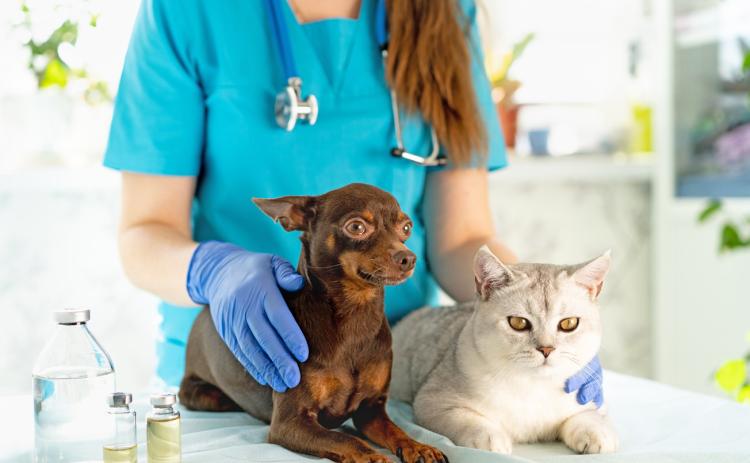 VETERINARY VOLUNTEERS Lacking veterinary offices in Floyd County, Animal Rescue Friends of Floydada organization takes its dogs to Lubbock at least four or five times per week—and needs some help to fix its van to get them there. | iSTOCK PHOTO