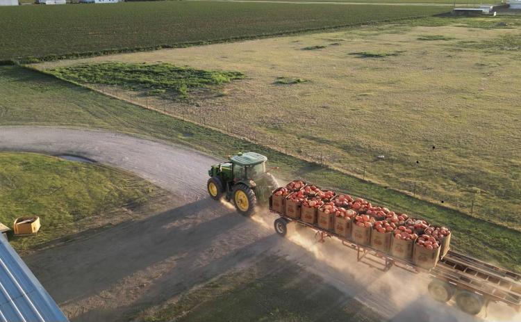 IT’S PUMPKIN HARVEST TIME again in Floyd County, Texas, with pumpkins of all varieties shipping from various locations in the area, 30 trucks a day.This year, Pumpkin Pyle supplied 100,000 pumpkins for the Dallas Arboretum’s autumn celebration—their 14th year of supplying pumpkins to the arboretum. | PHOTOS COURTESY OF PUMPKIN PYLE