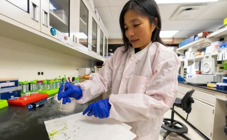 Sakiko Okumoto, Ph.D., associate professor in the Department of Soil and Crop Sciences, works with sorghum seedlings to incorporate nitrogen-saving traits by utilizing the genetic diversity of wild relatives. MICHAEL MILLER /TEXAS A&amp;M AGRILIFE PHOTO