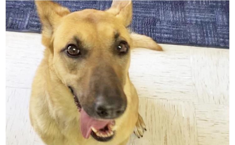 Floydada City Council discusses canine team at monthly meeting