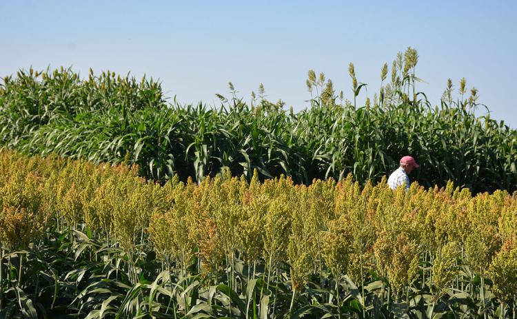 SORGHUM SAVVY The Texas A&amp;M AgriLife High Plains Research and Extension Center at Canyon will host the annual Forage Sorghum Plot Tour from 9-11 a.m. on Aug. 25 at the AgriLife Research