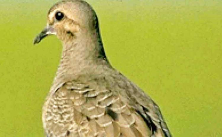 DOVE SEASON IN TEXAS opens statewide September 1.| TPWD PHOTO