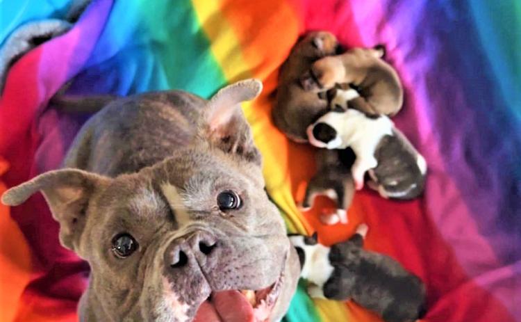 Floydada city manager considering town hall to address dog ordinance