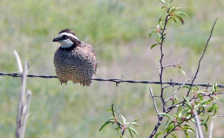 Matador Wildlife Refuge reports quail count worse than 2011