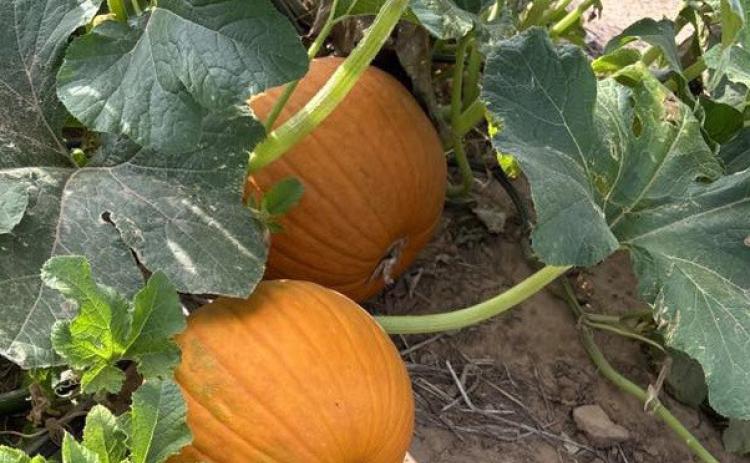 ALMOSTTIME The pumpkin harvest will be here before you know it, and pumpkins are looking good in Floyd County. | COURTESY PHOTO