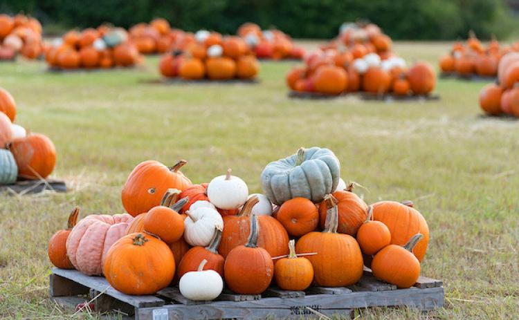THE TEXAS PUMPKIN CROP has a higher quality than last year, thanks to more favorable conditions. | LAURA McKENZIE, TEXAS A&amp;M AGRILIFE