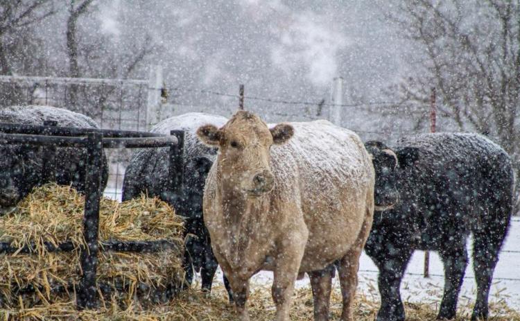 FLOYD HANDLES FERN Floyd County weathered the worst storm since Uri earlier this week. School and business closings and delays kept the communities safe and warm. | COURTESY PHOTO
