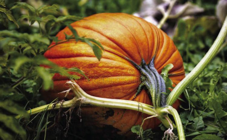 Floyd County Extension’s Pumpkin Growing Contest off to great start; photos requested