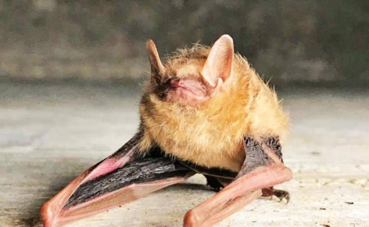 Texas bats to emerge soon