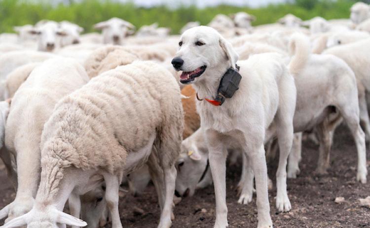 GUARDIAN DOG DAY The Texas A&amp;M AgriLife Extension Service will host its 9th annual Spring Livestock Guardian Dog Field Day on May 1 in San Angelo from 8 a.m. to 4 p.m. | MICHAEL MILLER PHOTO