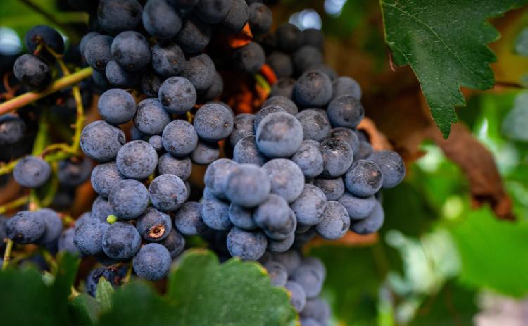 Prospective grape growers workshop will be held June 8 in Lubbock