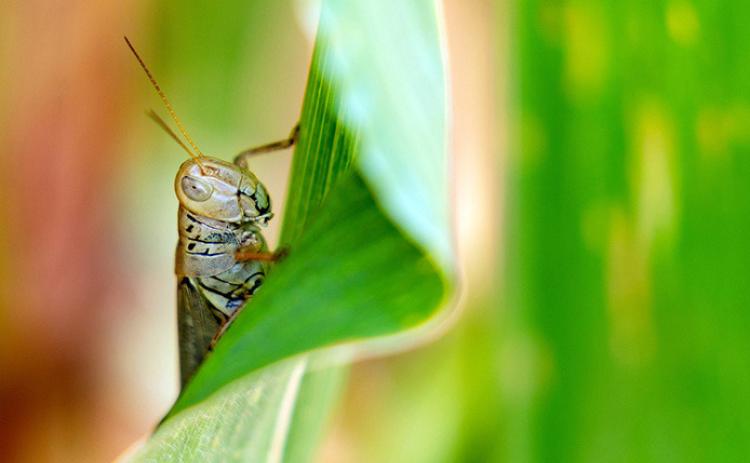 TURFTOPICS Themanagement of lawn and ornamental insect pests, such as grasshoppers, will be one of the topics covered during the annual Right-of-Way and Ornamental and Turf Conference held on Jan. 25 in Amarillo. |TEXAS A&amp;M AGRILIFE PHOTO BY LAURA MCKENZIE