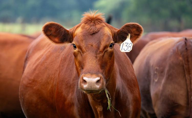 COMBATING SCREWWORM A Field Guide for Beef Cattle Producers is now available through Texas A&amp;M AgriLife Extension Service to walk operations through the detection, reporting, collection, submission, treatment and prevention process. HANNAH HARRISON, TEXAS A&amp;M AGRILIFE PHOTO