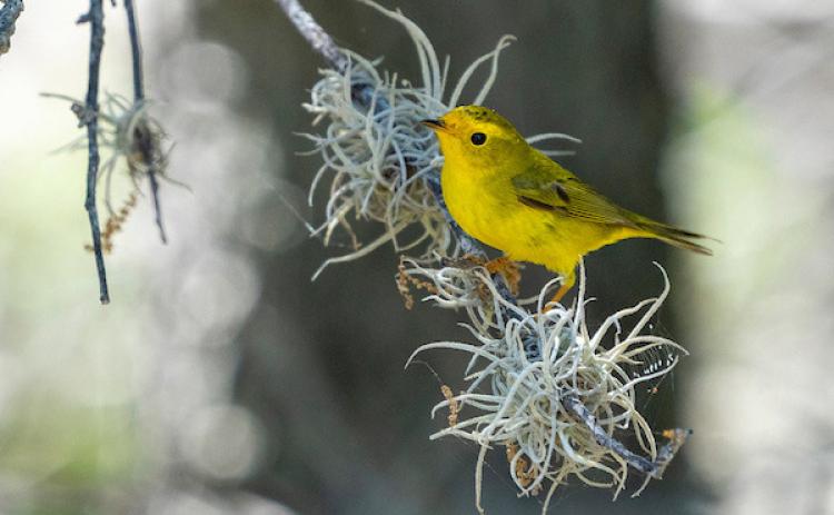 MIGRATORY BIRD HABITAT - Texas A&amp;M AgriLife Extension Service will present the “Stop and Stay Awhile: Building Habitat to Benefit Migratory Birds” webinar on July 11 from noon to 1 p.m. | Michael Miller/Texas A&amp;M AgriLife