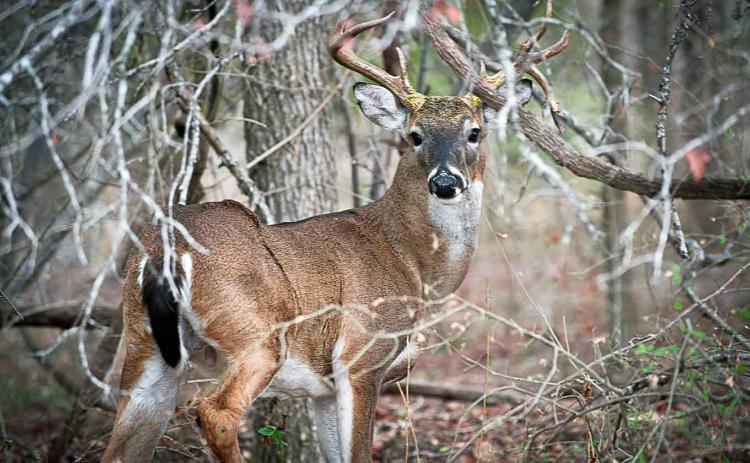 TIME OUTDOORS—SAFELY “Hunting isn’t just about harvesting a deer; it’s about the legacy we leave behind,”says Carlos Maldonado III, Jim Hogg County Game Warden. “Spending time in the great outdoors, enjoying the beauty of what mother nature has provided for us and introducing the next generation to the tradition of hunting are oftentimes the best part of the experience.” | TPWD PHOTO