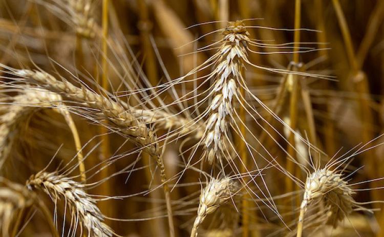 GRADINGWORKSHOP The Texas A&amp;M AgriLife Extension Service will host a Grain Grading Workshop Aug. 12-13 in Canyon. | MICHAEL MILLER/TEXAS A&amp;M AGRILIFE PHOTO
