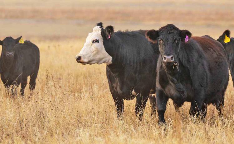 BEEF CATTLE EVENT The Texas A&amp;M AgriLife Extension Service will host the 2026 Beef Cattle Roundtable on Dec. 2 at the Amarillo Civic Center Grand Plaza in conjunction with the Amarillo Farm and Ranch Show. | MICHAEL MILLER, TEXAS A&amp;M AGRILIFE PHOTO