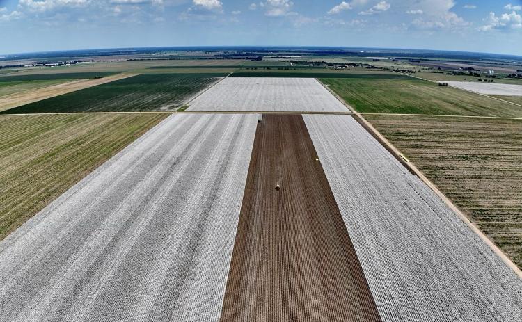 COTTON THRIVES Yields were above-average at this dryland trial site at the Texas A&amp;M AgriLife Extension Service Replicated Agronomic Cotton Evaluation, RACE, Trials in Wharton County. (Zack Eder/Texas A&amp;M AgriLife)