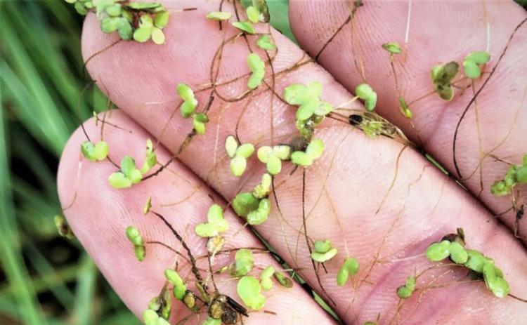 Duckweed is among common aquatic plants found in Texas ponds that will be covered in this identification and management webinar. | Texas A&amp;M AgriLife photo by Brittany Chesser