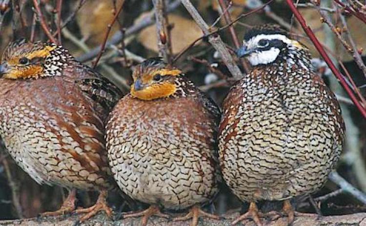 Quail