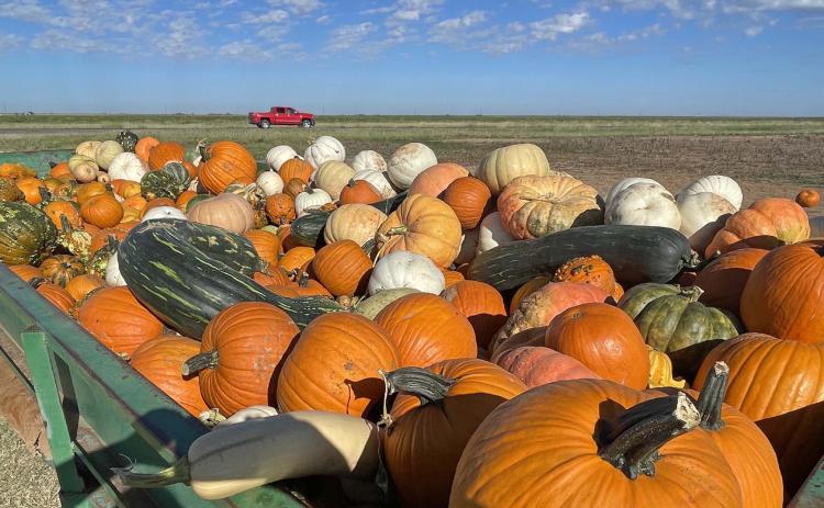 Assiter welcomes visitors of all ages to Punkin' Ranch