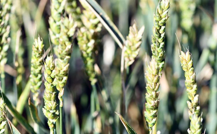There will be a Wheat Insect and Disease Scouting School on Sept. 16 at the Texas A&amp;M AgriLife Extension Service office for Randall County in Canyon. | KAY LEDBETTER/TEXAS A&amp;M AGRILIFE PHOTO