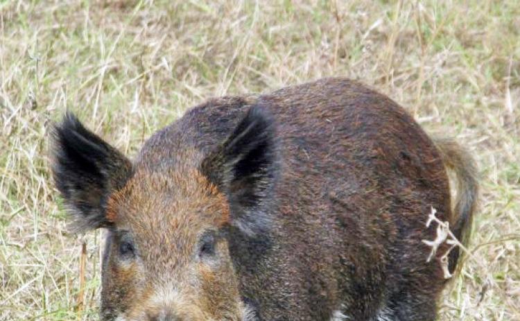 BIG PIGS The millions of wild pigs in Texas are invaders that cause a multitude of serious issues for both landowners and the state. | Texas A&amp;M AgriLife photo