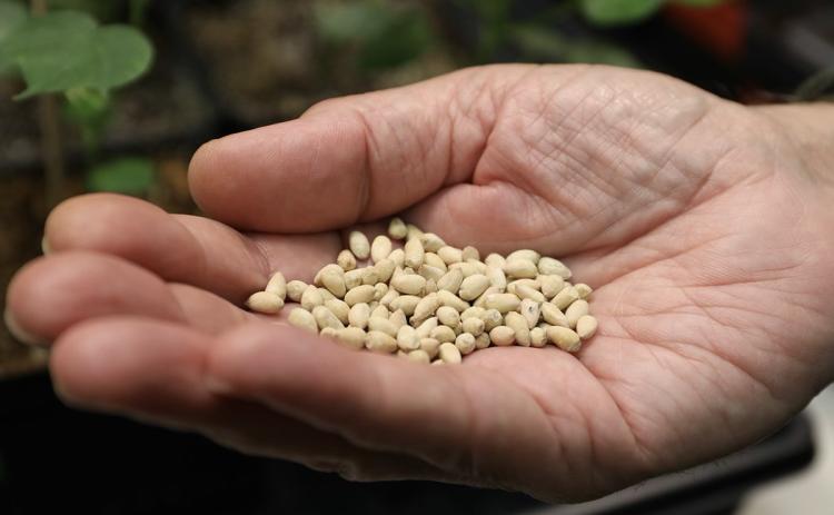 COTTON SEED The value of cottonseed could be improved with the partnership between The Texas A&amp;M University System and Uzbekistan’s Center of Genetics and Bioinformatics at the Academy of Sciences, which is the next step toward commercial adoption of food-ingredient cottonseed. | BETH MCCLOSKY/TEXAS A&amp;M AGRILIFE