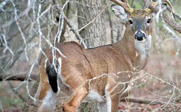 DEERLY BELOVED While archery-only deer season kicks off the first weekend of October, the general season opener is still more than a month away on Nov. 6. The general season runs through Jan. 2, 2022 in the North Zone and Jan. 16, 2021 in the South Zone. | COURTESY PHOTO