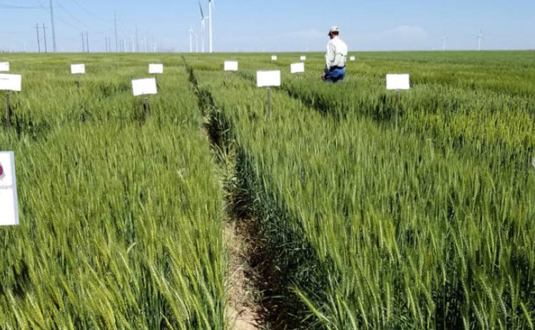 PLOTTOUR The Small Grains Plot Tour on May 25 will include the Texas A&amp;M AgriLife wheat breeding trials near Bushland. | KAY LEDBETTER, TEXAS A&amp;M AGRILIFE
