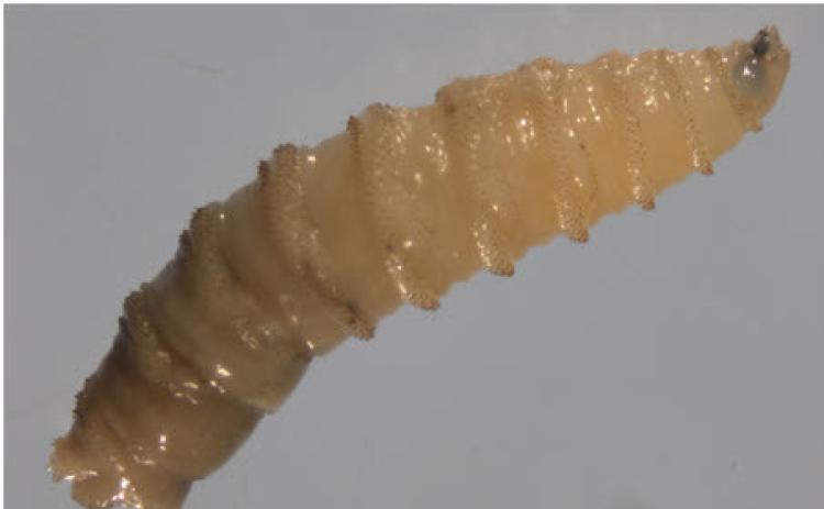 Screwworm larvae | TEXAS AGRILIFE PHOTO