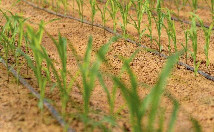 CORN, SORGHUM STRUGGLEWITH DROUGHT Corn struggled under early dry conditions, but spring moisture is starting to help the crop across parts of the state. | TEXAS A&amp;M AGRILIFE FILE PHOTO