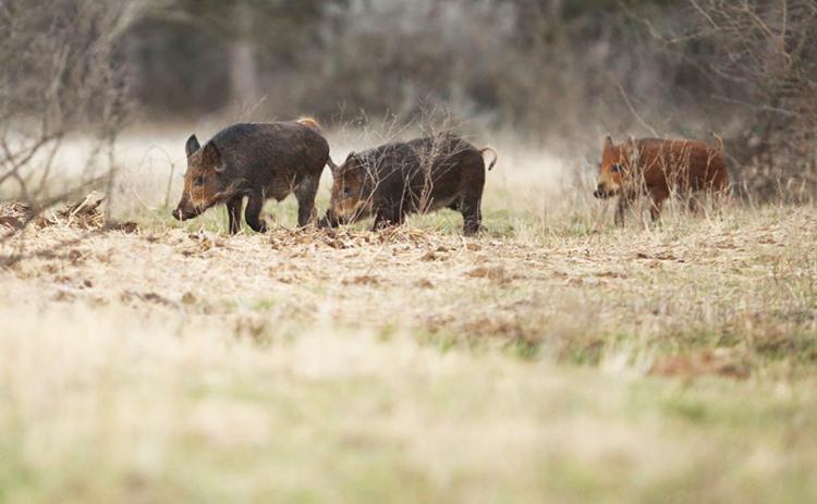 FERAL HOGS, with a population that continues to explode across the state, could play a role in the spread of NewWorld screwworm, heightening concerns for livestock and wildlife. | COURTESY PHOTO