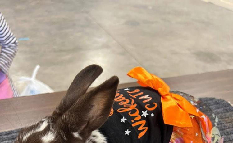 SPOTLIGHT ON 4-H OCTOBER RABBIT PROJECTS