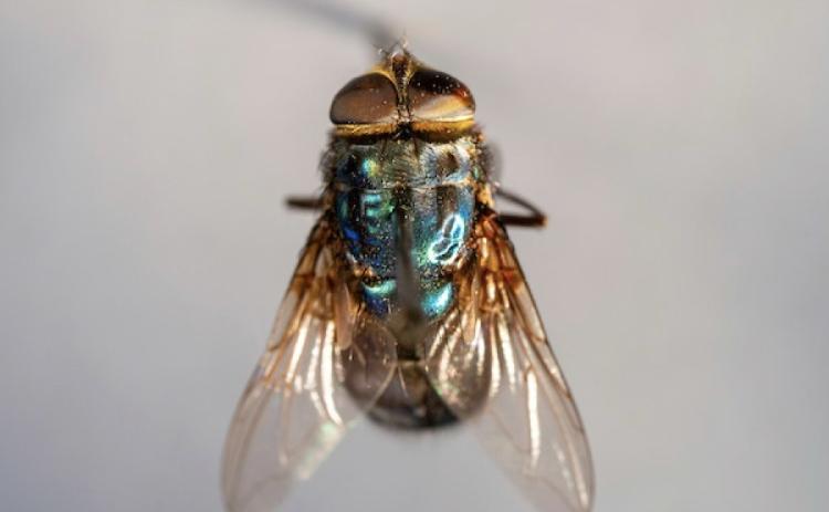 HEALTH RISKS New fact sheets addressing human and companion animal concerns with the New World screwworm have been released by Texas A&amp;M AgriLife Extension Service. (Michael Miller/Texas A&amp;M AgriLife)