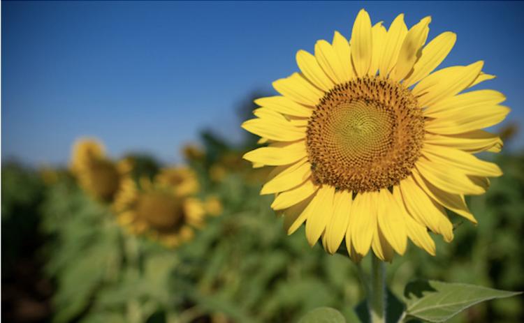 SUNFLOWER SEEDS’ high-oleic content makes them more shelf-stable and better for cooking and frying, but their monounsaturated fats retain healthy attributes. | TEXAS A&amp;M AGRILIFE