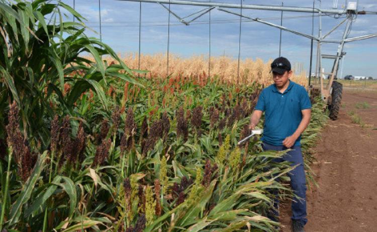 CARLOS GARCIA, Ph.D., Texas A&amp;M AgriLife Research scientist at the Texas A&amp;M AgriLife High Plains Research and Extension Center in Canyon, will look at forage management and conservation, water management, and grazing systems to help producers develop resilient forage systems. | KAY LEDBETTER/TEXAS A&amp;M AGRILIFE