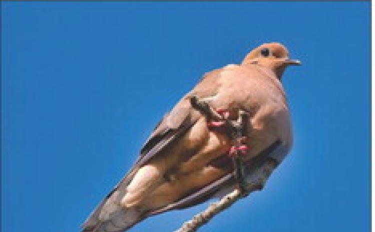 Strong Dove population numbers anticipated as hunters fly toward opening day